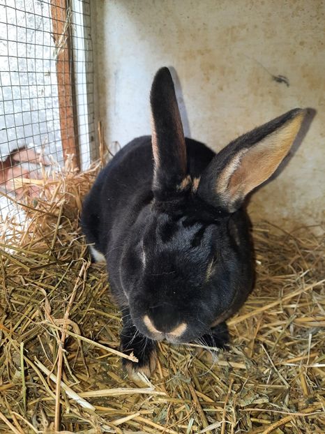 rex loh1 - Rex loh negru