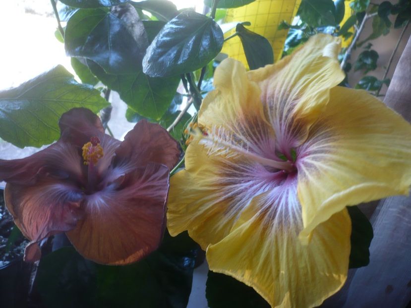 P1510443 - HIBISCUSI 2022-1