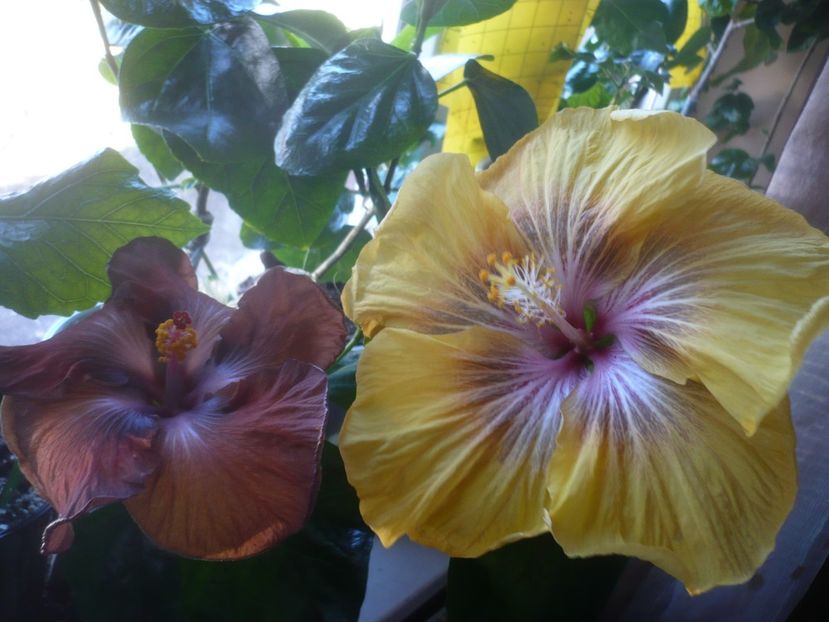 P1510444 - HIBISCUSI 2022-1