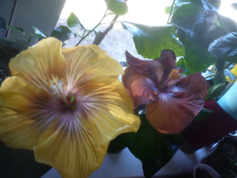 P1510445 - HIBISCUSI 2022-1