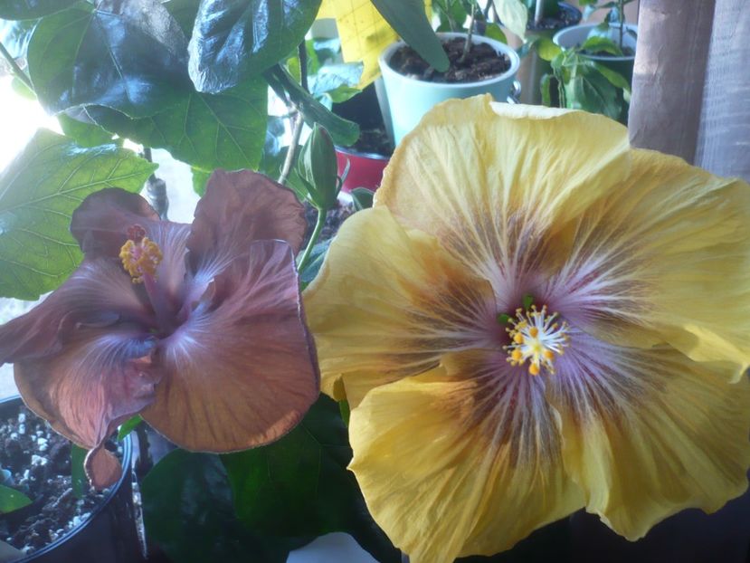 P1510447 - HIBISCUSI 2022-1