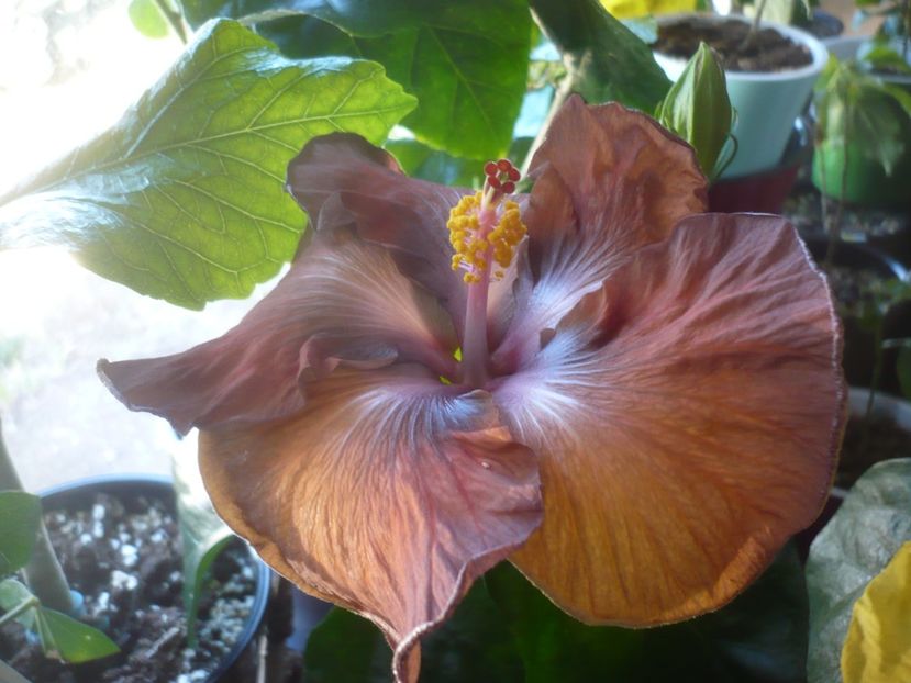 P1510448 - HIBISCUSI 2022-1