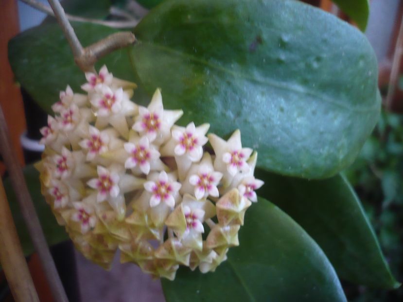 P1510450 - HOYA 2022-1