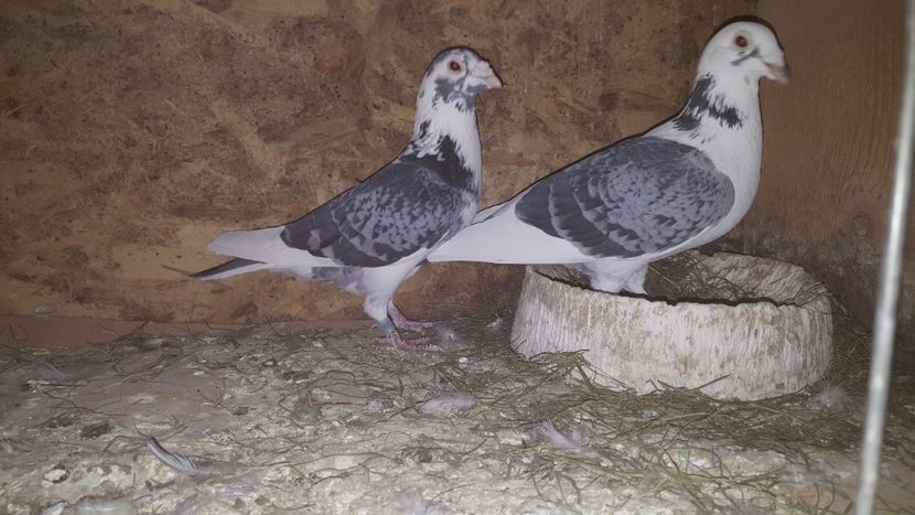  - Perechi matca 2022