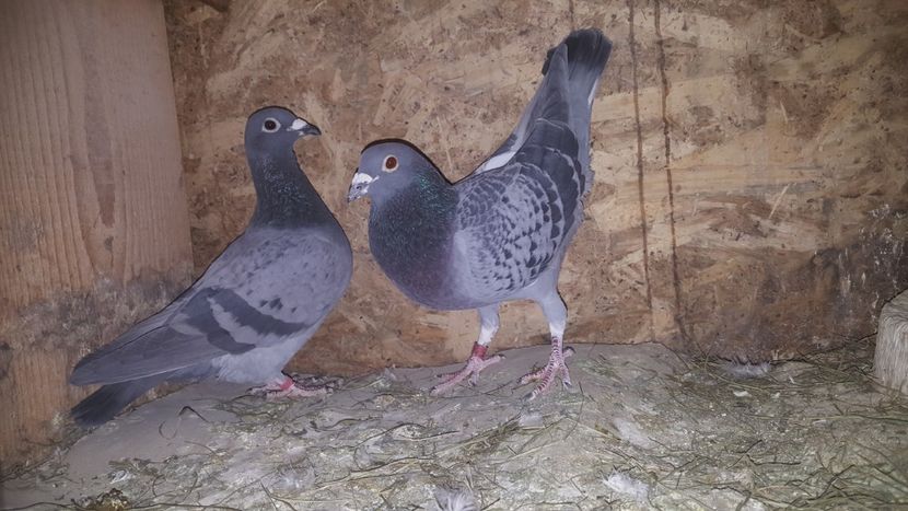  - Perechi matca 2022