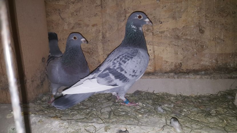  - Perechi matca 2022