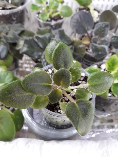  - Violete din semințe 1