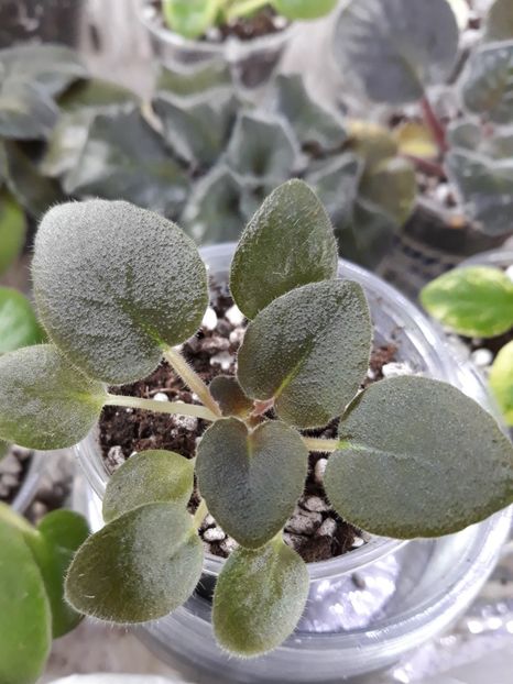  - Violete din semințe 5