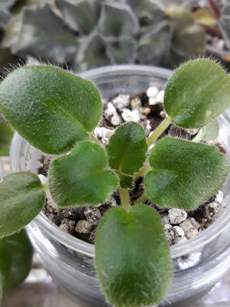  - Violete din semințe 7