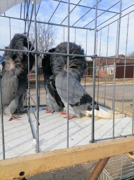  - maria stuar albastrii