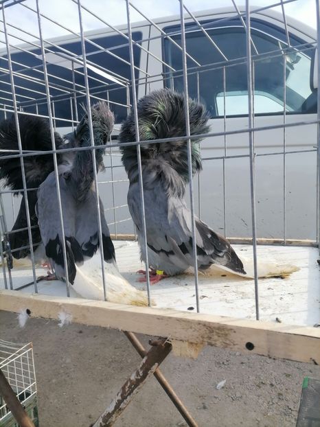  - maria stuar albastrii