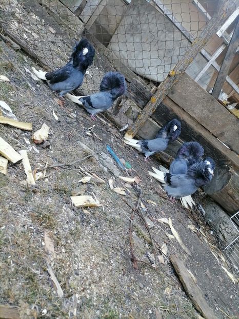  - maria stuar albastrii