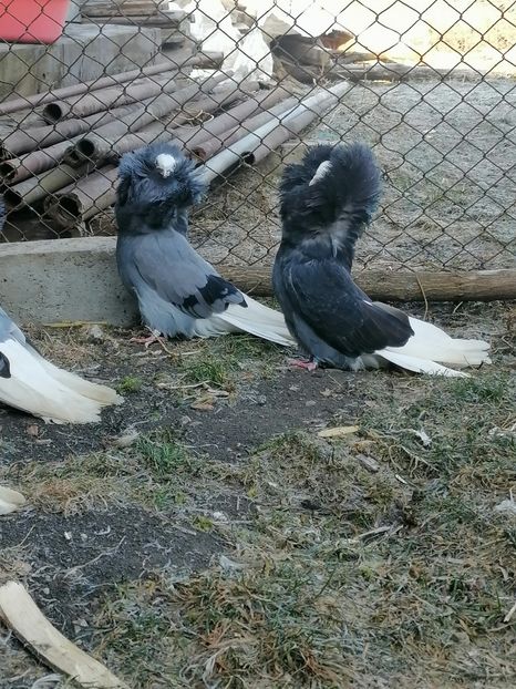  - maria stuar albastrii