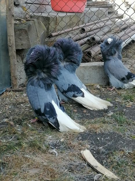  - maria stuar albastrii