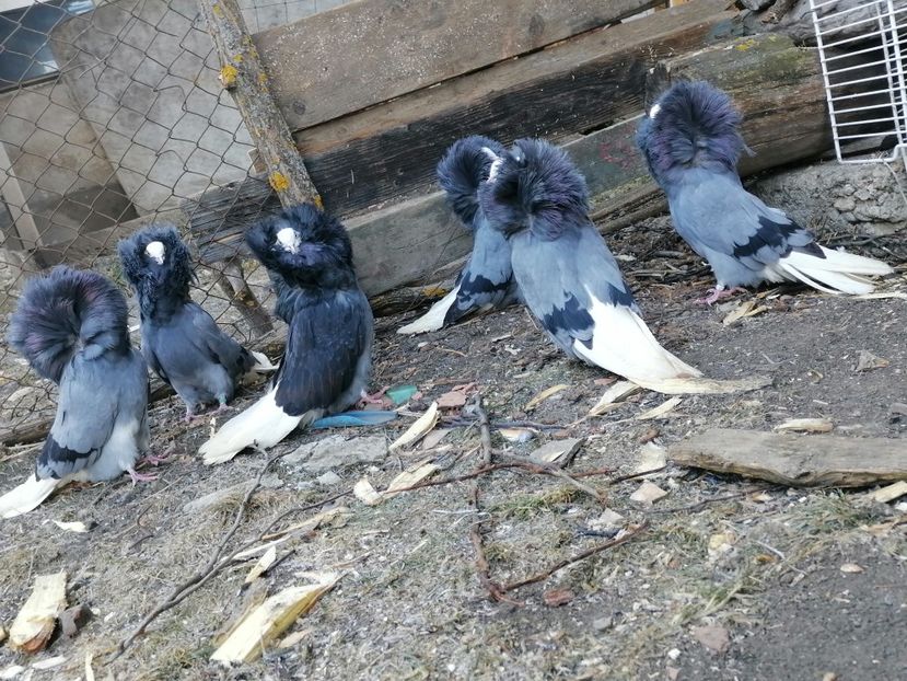  - maria stuar albastrii