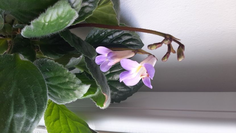 Chirita purpelina - diverse flori 2022