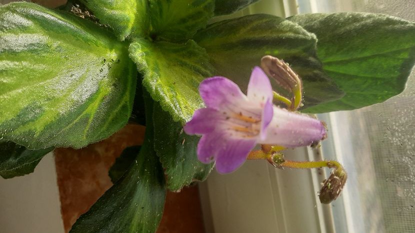 Chirita vertigou - diverse flori 2022