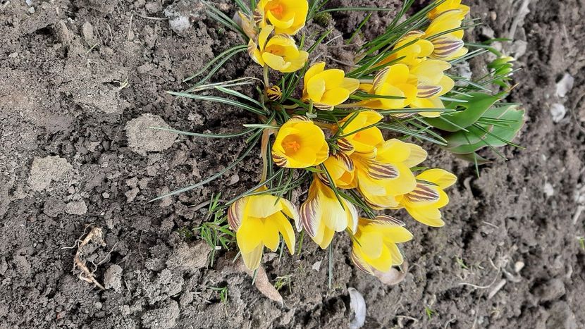  - diverse flori 2022