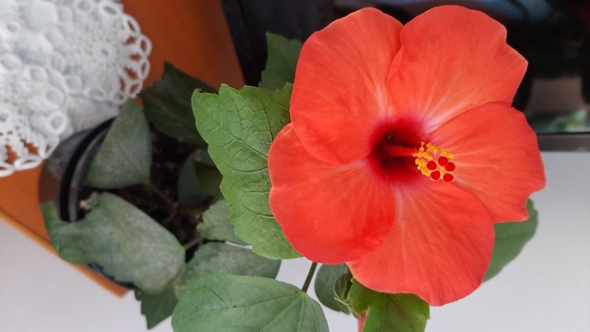  - diverse flori 2022