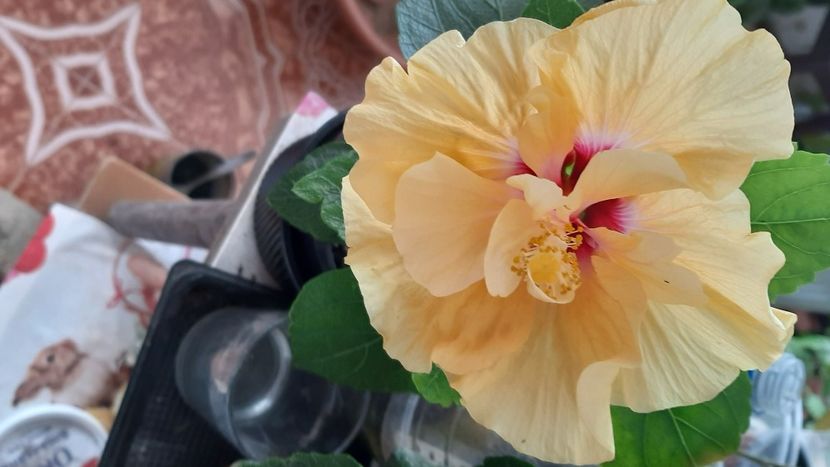  - diverse flori 2022