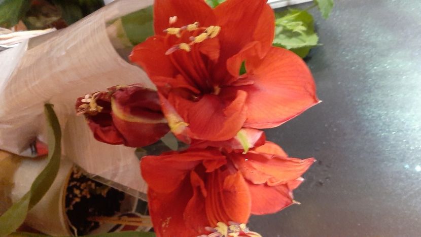  - diverse flori 2022