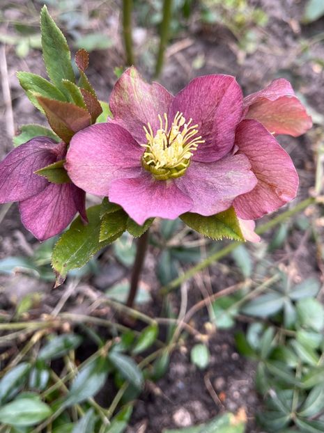 9B01BB3A-8E78-4F72-A2B3-119A828F7B7A - Spanz 21 22