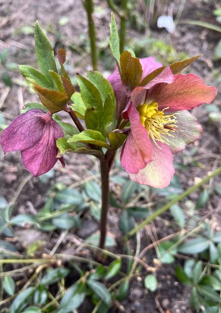 B9F5E205-560D-47D8-BB72-7CCF35E4F037 - Spanz 21 22