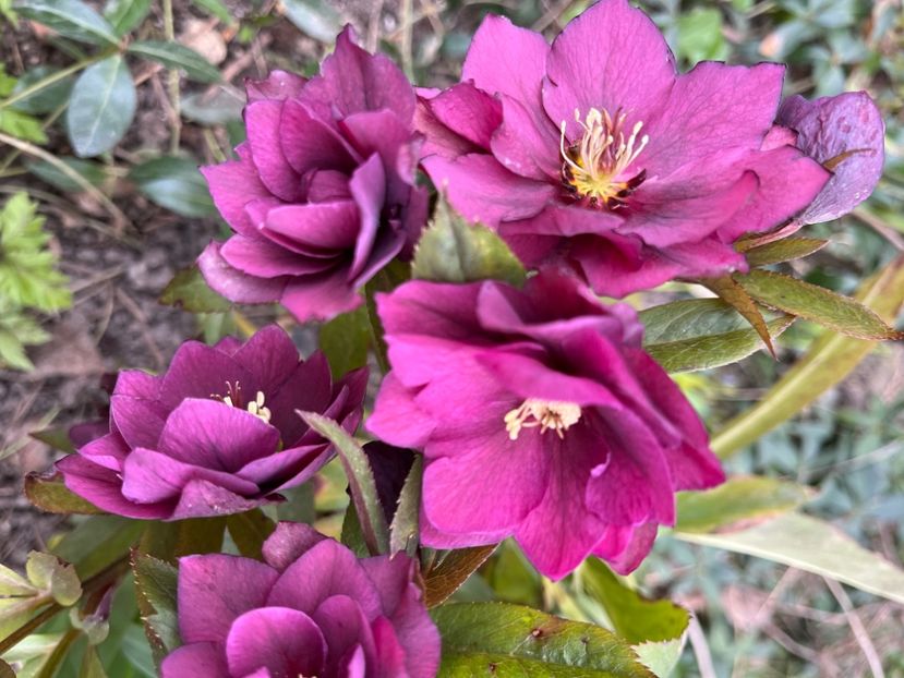 EB4818C6-2025-4241-8745-87CAB178DDB8 - Spanz 21 22