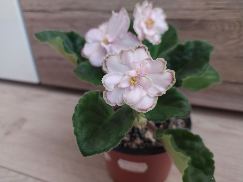 21 martie 2022 - Looking Glass