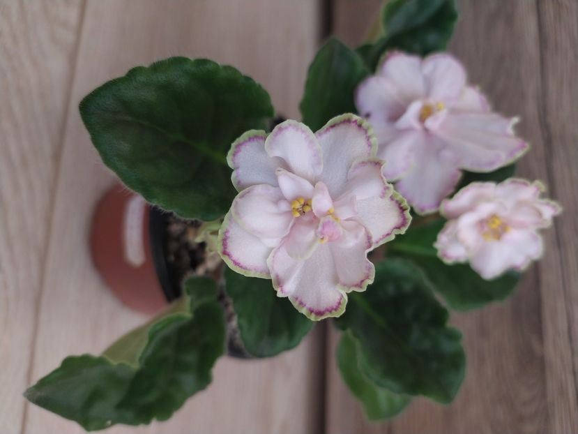 21 martie 2022 - Looking Glass