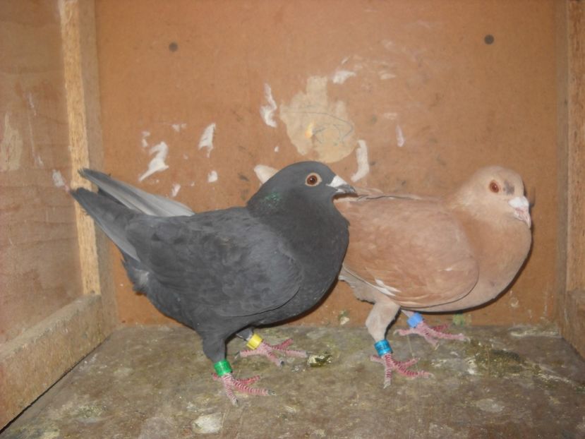  - UNDEVA IN SUCEAVA arhiva