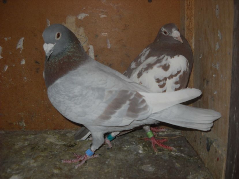  - UNDEVA IN SUCEAVA arhiva