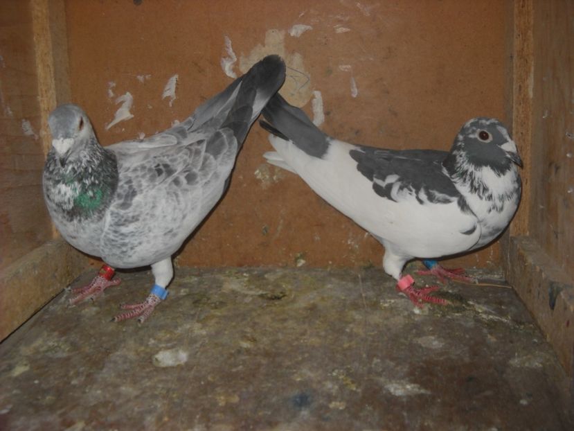  - UNDEVA IN SUCEAVA arhiva