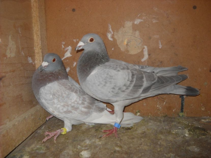  - UNDEVA IN SUCEAVA arhiva