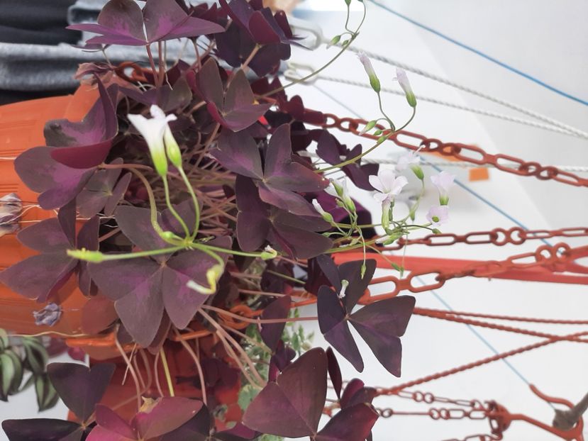  - Florile mele martie 2022