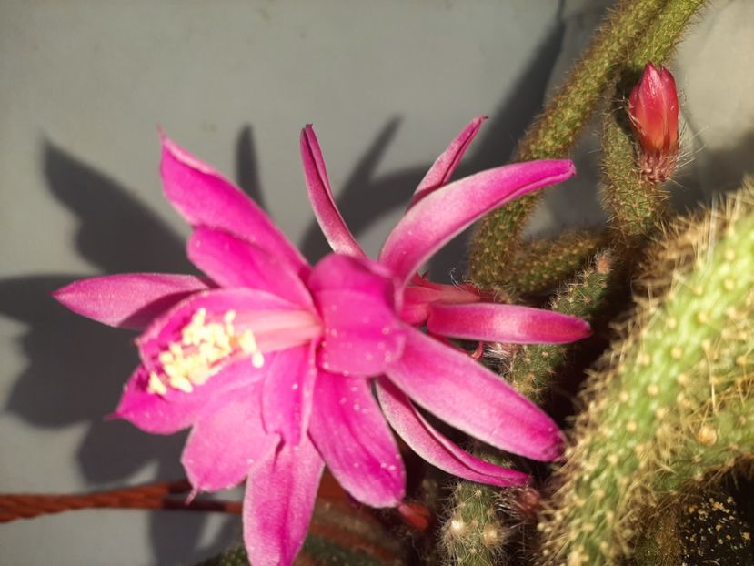  - Florile mele martie 2022