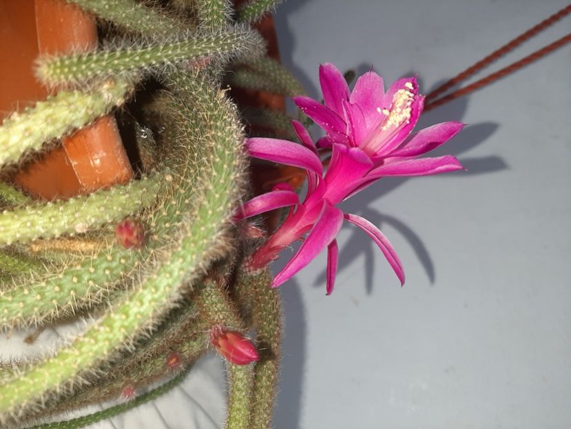  - Florile mele martie 2022