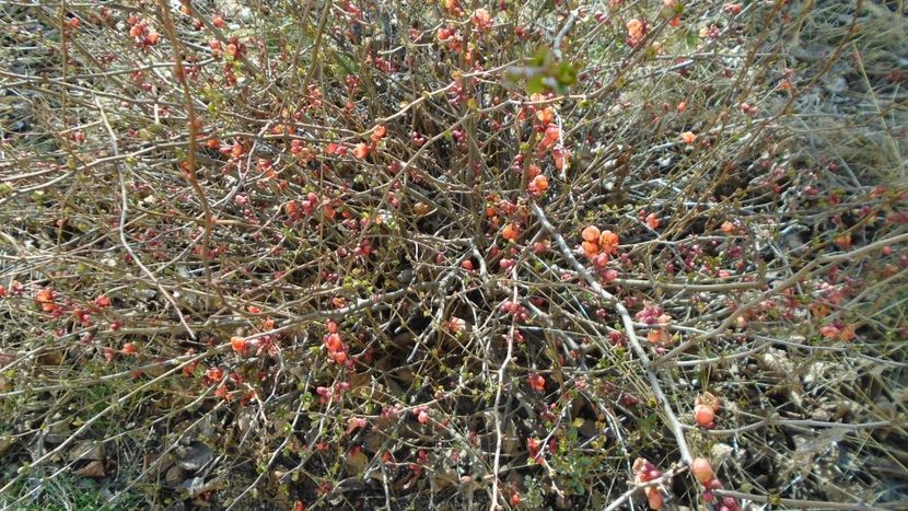 20 mart. 2022 - Echinoctiul de primavara - Primavara 2021-2022-2023