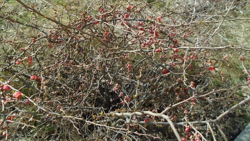 20 mart. 2022 - Echinoctiul de primavara - Primavara 2021-2022-2023