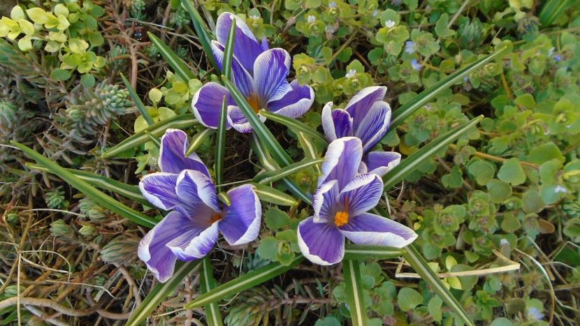 Crocusi - Primavara 2021-2022-2023