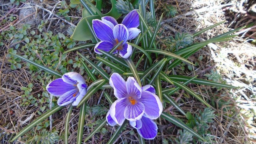 Crocusi - Primavara 2021-2022-2023