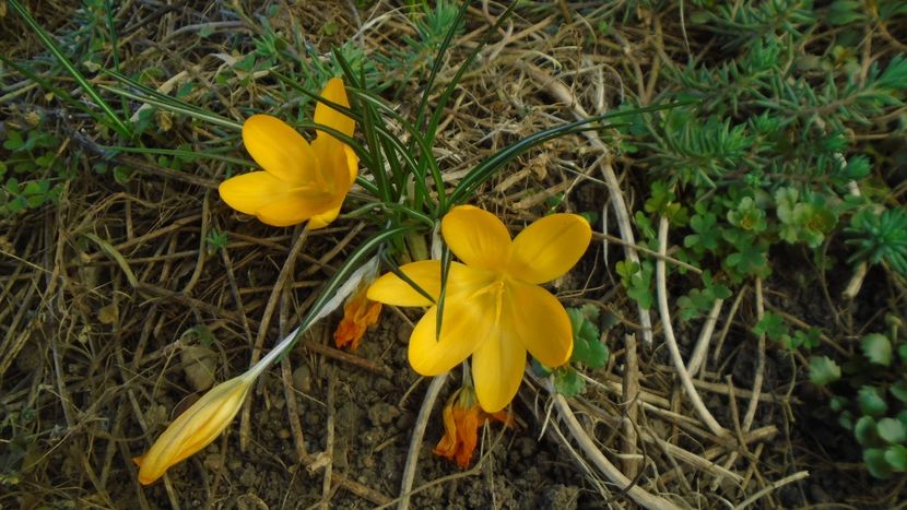 Crocusi - Primavara 2021-2022-2023