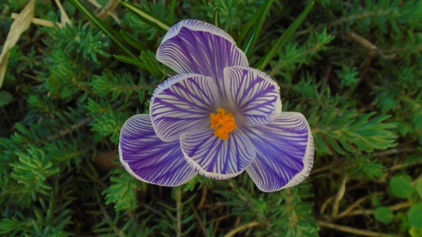 Crocusi - Primavara 2021-2022-2023