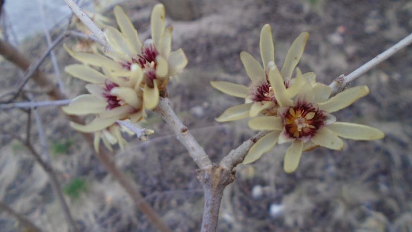 Arbustul zânei (Chimonanthus praecox) - Primavara 2021-2022-2023