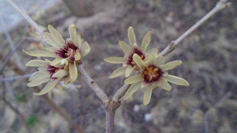 Arbustul zânei (Chimonanthus praecox) - Primavara 2021-2022-2023