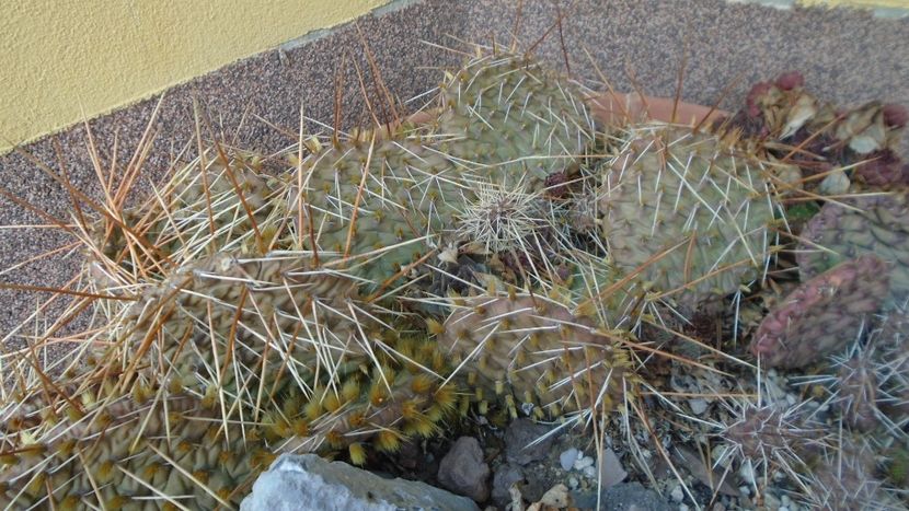 Minirocarie - Primavara 2021-2022-2023