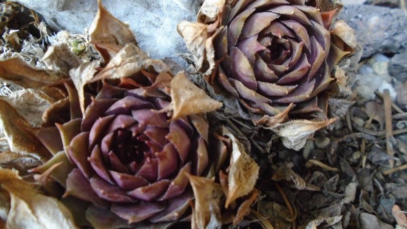 Minirocarie - Primavara 2021-2022-2023