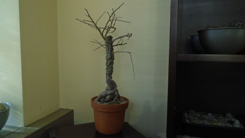22 mart. 2022 - Operculicarya decaryi in repaus - Bonsai si prebonsai 2020-2023