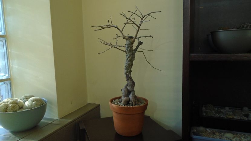 22 mart. 2022 - Operculicarya decaryi in repaus - Bonsai si prebonsai 2020-2023