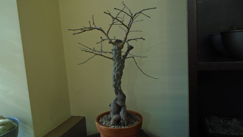 22 mart. 2022 - Operculicarya decaryi in repaus - Bonsai si prebonsai 2020-2023
